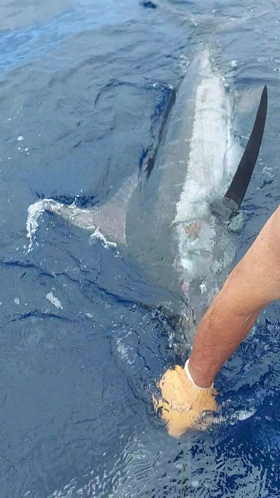 Serious marlin fishing vacation Costa Rica